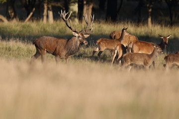 Red deer - Rutting season