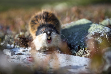Very angry lemming screaming and showing his four teeth. In the Norwegian wilderness. Lemmings, tiny, mouse, animal portrait concept. © Jon Anders Wiken