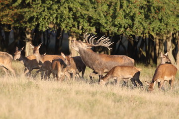 Red deer - Rutting season