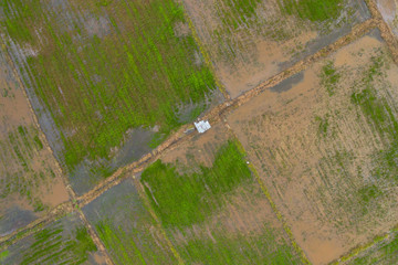 Aerial view of beautiful paddy field surrounding by small town at Penampang, Sabah, Borneo 