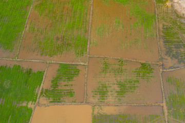 Aerial view of beautiful paddy field surrounding by small town at Penampang, Sabah, Borneo 