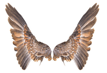 Wing bird isolated on white background