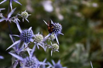 butterfly on flower