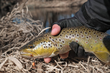 brown trout in the hand of a fisherman