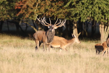 Red deer - Rutting season
