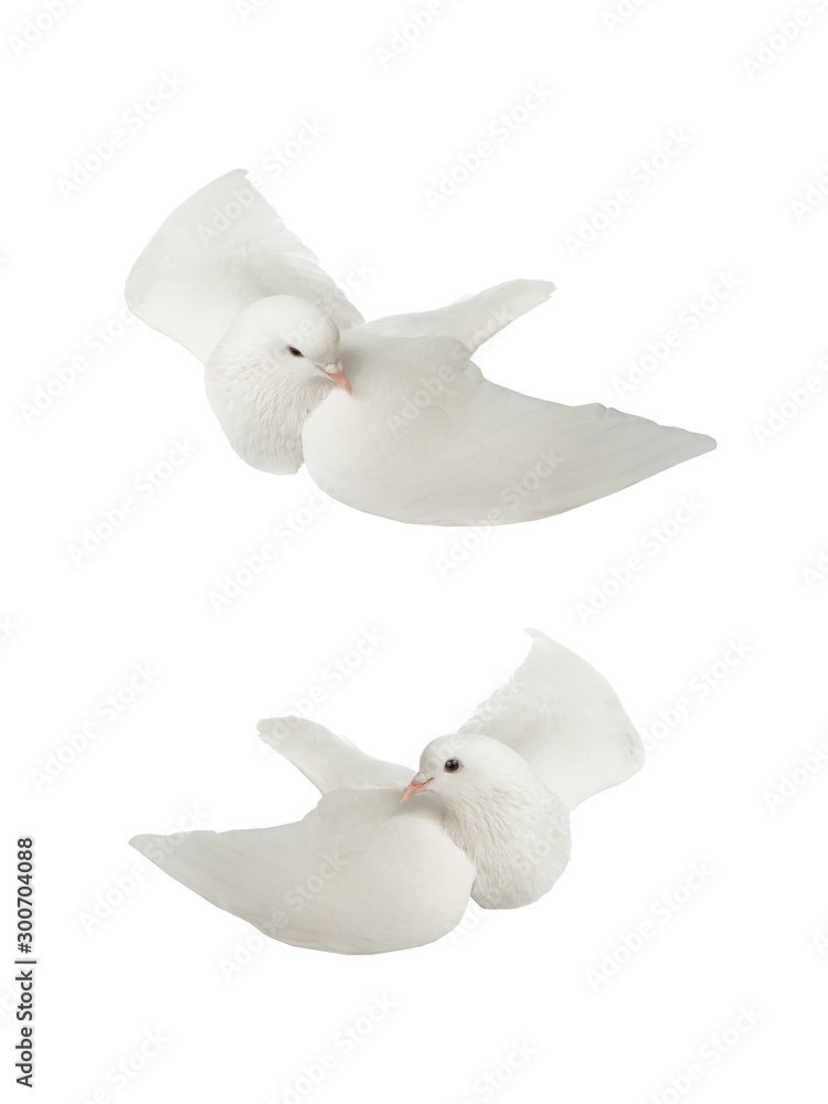 Sticker   Two White dove in flight on a white