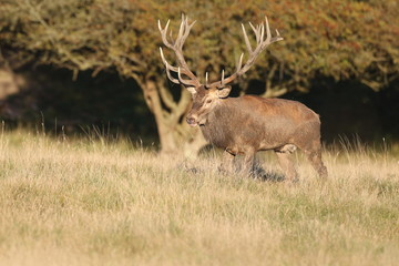Red deer - Rutting season