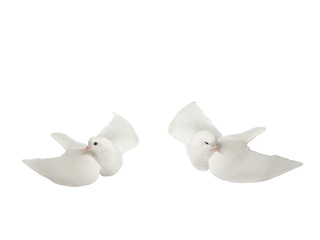 White dove in flight on a white