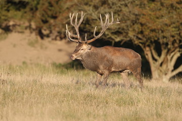 Red deer - Rutting season