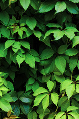 A wall composed of green leaves
