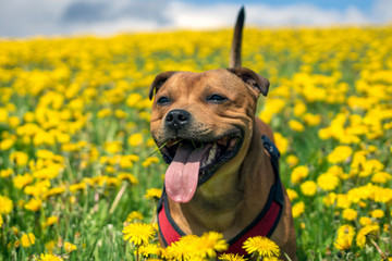 Portrait of a staffordshire bull terrier in yellow flower field in spring. Blue sky, summer, pet,...