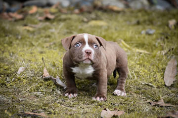 Bulldog cachorro 