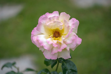Obraz premium rose buds in the garden, close up