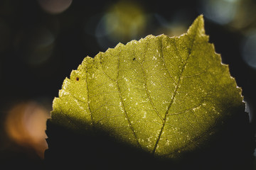 Herbstblatt in der Sonne