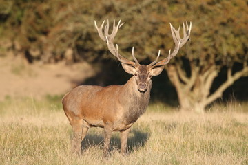 Red deer - Rutting season