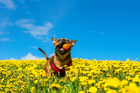 Portrait of a staffordshire bull terrier in yellow flower field in spring with orange ball in his mouth. Blue sky, summer, pet, dog, flowers, nature, landscape concept.