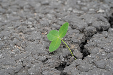 green sprout grows through a crack in the asphalt