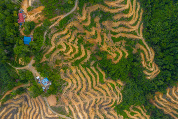Aerial drone image of Deforestation. Aerial drone footage of rain forest (rainforest) destroyed to make way for oil palm plantations