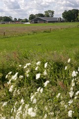 Modern Dutch farm in landscape. Netherlands. Cattle stable