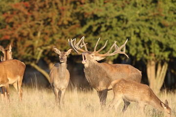 Red deer - Rutting season
