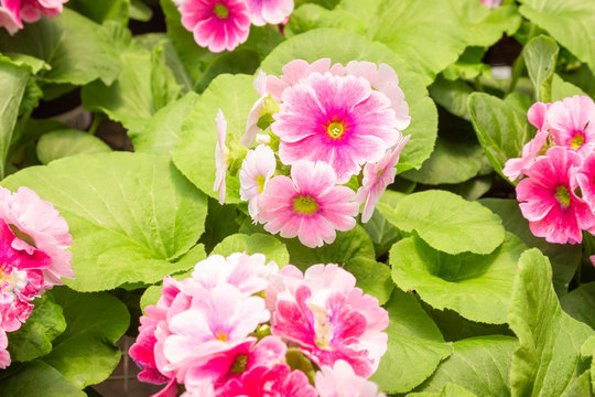 Beautiful of spring primroses flowers (primula polyanthus or Perennial primrose)