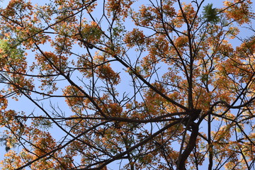 Copa de árvore com flor amarela