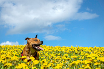 Portrait of a staffordshire bull terrier in yellow flower field in spring. Blue sky, summer, pet,...