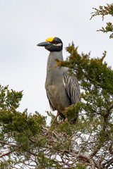 Yellow-crowned Night Heron in breeding plumage.