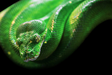 Fototapeta premium Green tree python with skin texture and yellow eyes on black background. Powerful, green, zoo, reptile and snake concept.