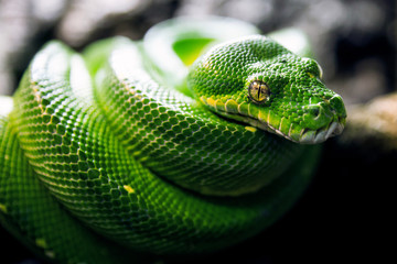 Green tree python with skin texture and yellow eyes on black background. Powerful, green, zoo,...