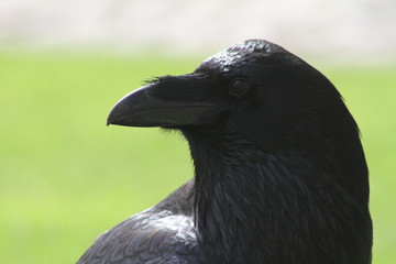 black raven
