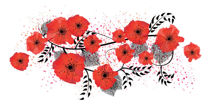 Watercolor poppies illustration
