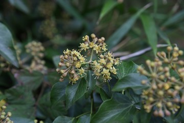 Hedera rhombea (Japanese ivy) flowers / Hedera rhombea is a vine evergreen tree that grows around rocks and trees, with yellow-green florets in late autumn.