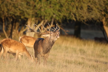Red deer - Rutting season