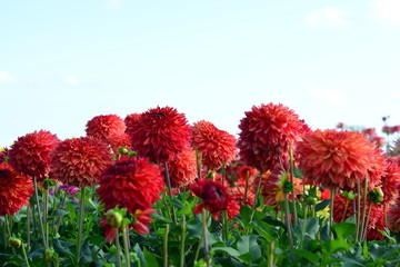 Red Dahlia flowers in a field of flowers