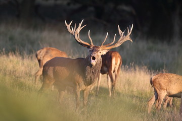 Red deer - Rutting season