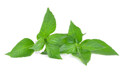 Sweet basil leaves isolated on white background