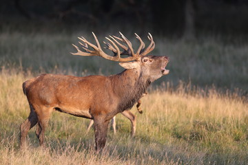 Red deer - Rutting season