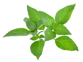 Sweet basil leaves isolated on white background
