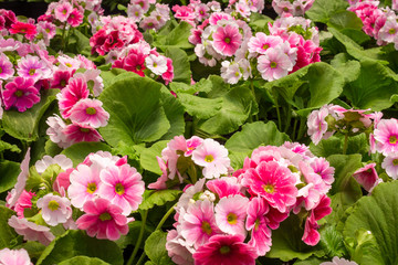 Beautiful of spring primroses flowers (primula polyanthus or Perennial primrose)