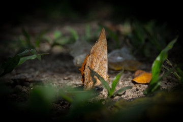 butterfly on ground
