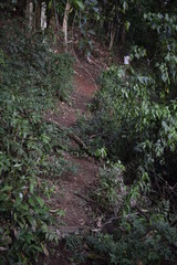 Estrada de terra em floresta tropical