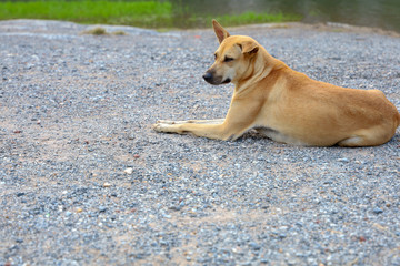 Thai dog on the nature floor in thailand