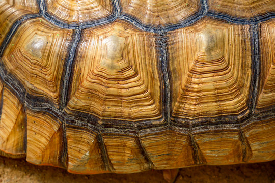 Close up Sulcata tortoise skin for animal skin