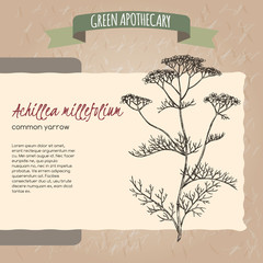 Yarrow aka Achillea millefolium sketch on vintage paper background. Green apothecary series. © msokolyan