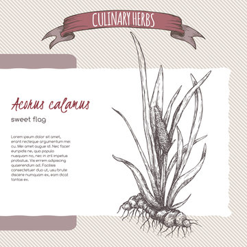 Acorus calamus aka sweet flag sketch. Culinary herbs series.