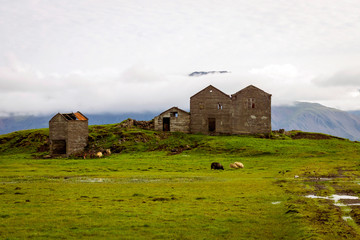 Old ruins of an ancient Icelandic farm with icelandic sheep infront. Travel, destination, and icelandic concept.