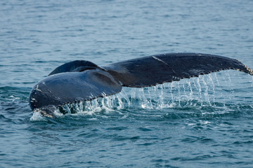 Obraz premium Humpback whale in the arctic water in Iceland.