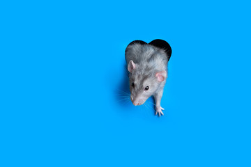Cute funny rat crawls out of a hole in the shape of a heart in blue paper. Lovely pet. The rat is a symbol of the 2020 foot. Copy space.
