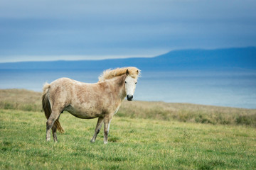 White icelandic wild horse on a grassy field in early morning. Blue clouds in the background. Icelandic, horses, wildlife, wilderness, nature concept.